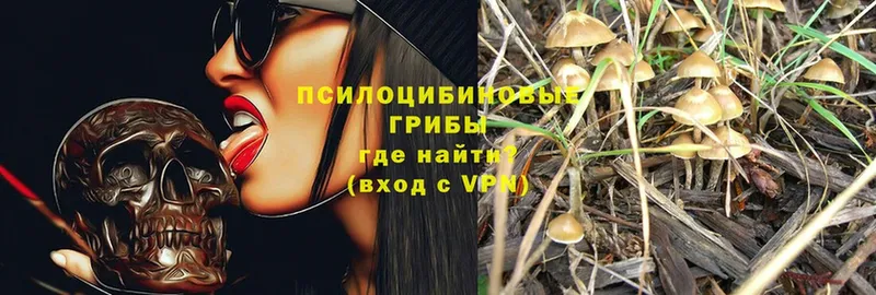 Псилоцибиновые грибы GOLDEN TEACHER Печоры